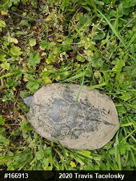 Wood Turtle