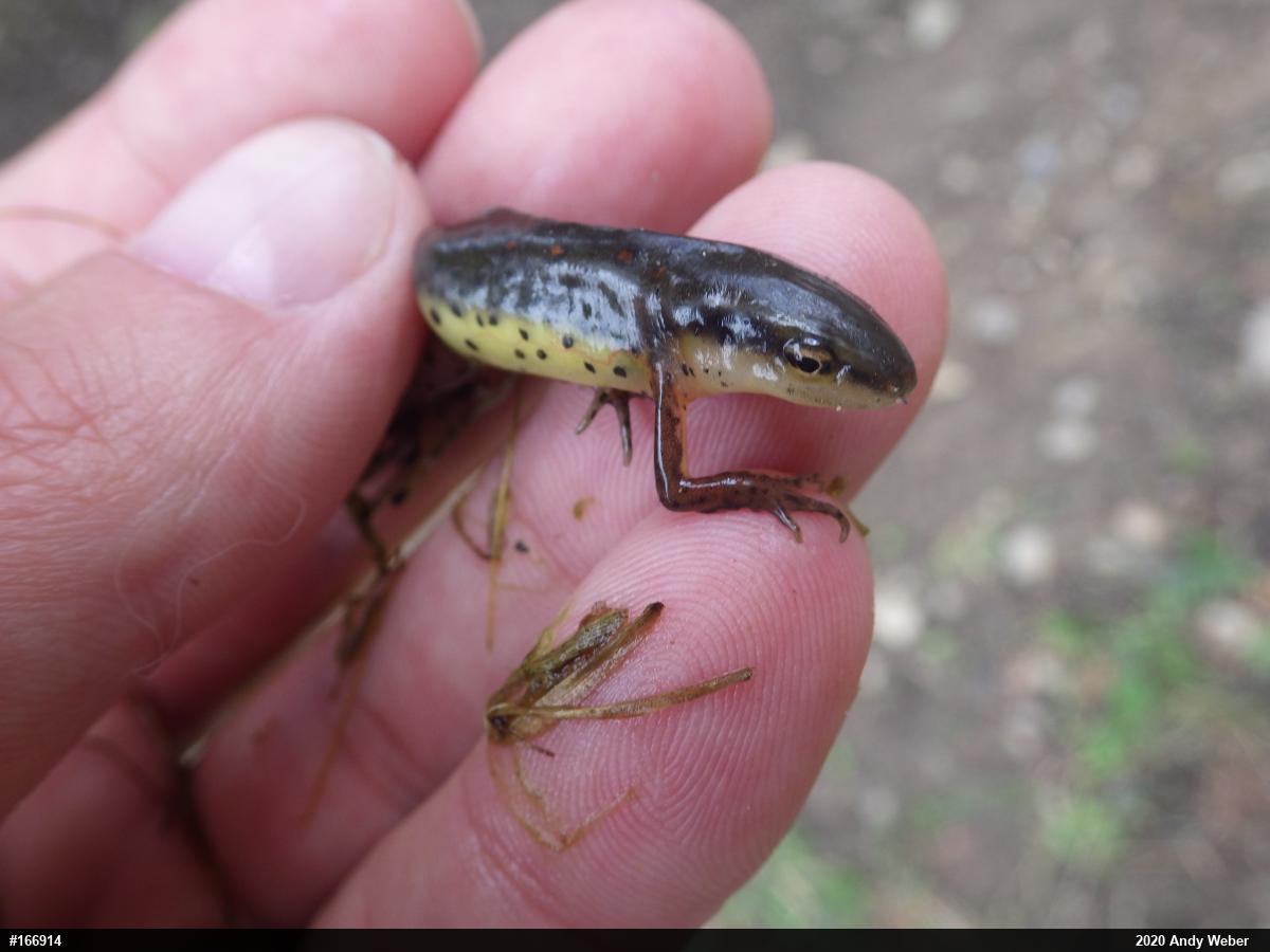 Red-spotted Newt