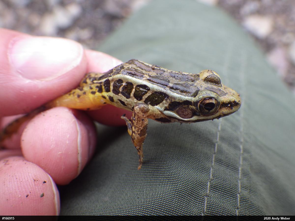 Pickerel Frog