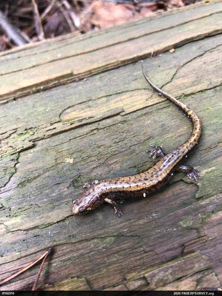 Allegheny Mountain Dusky Salamander