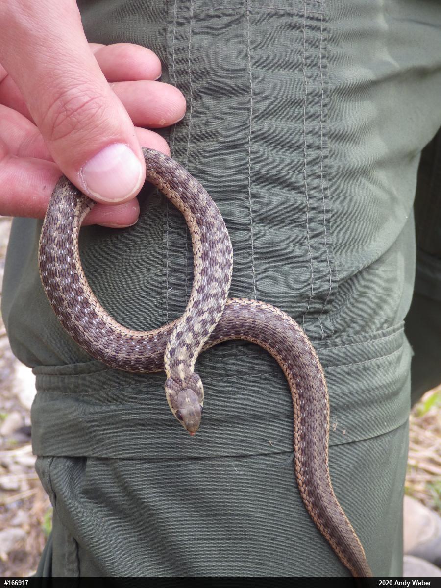 Eastern Gartersnake