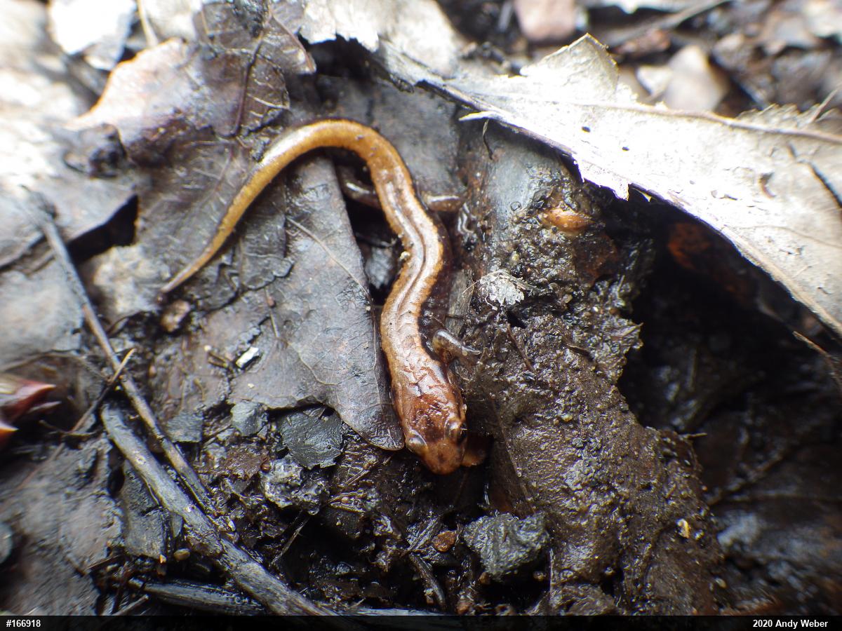 Allegheny Mountain Dusky Salamander
