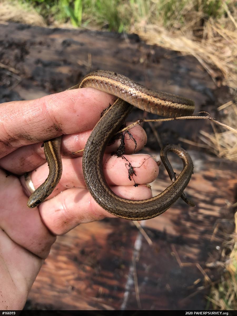 Shorthead Gartersnake