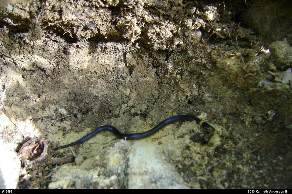 Northern Ring-necked Snake