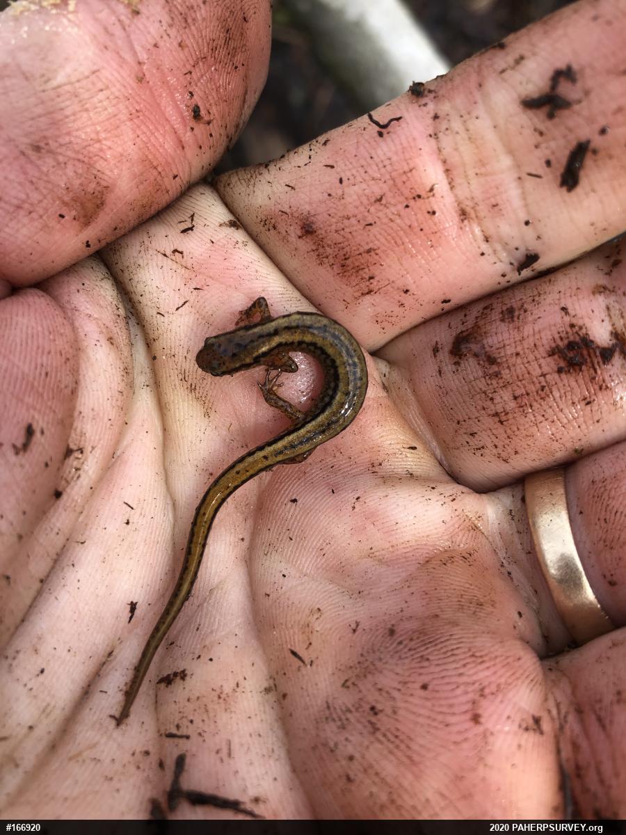 Northern Two-lined Salamander