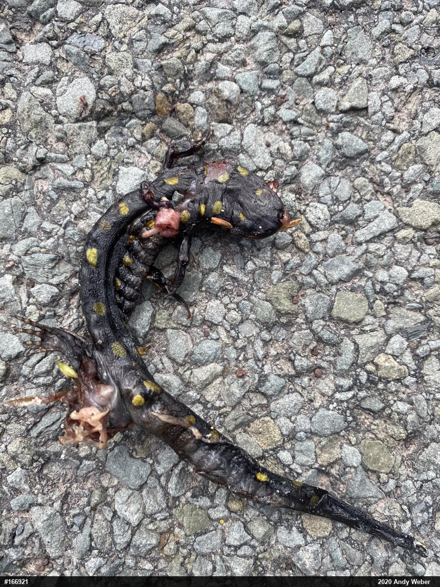 Spotted Salamander