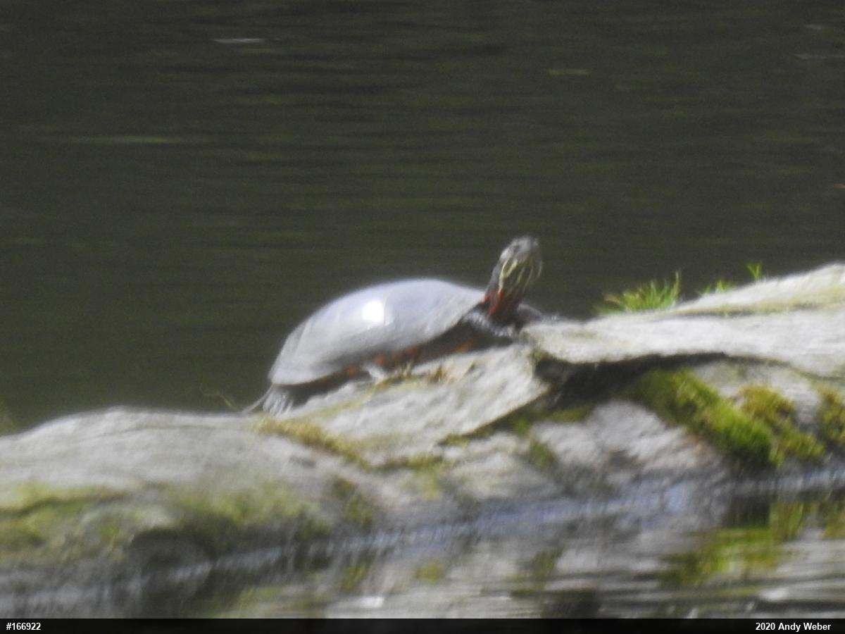 Painted Turtle