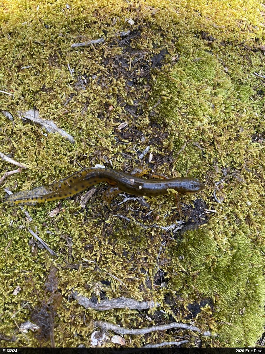 Red-spotted Newt