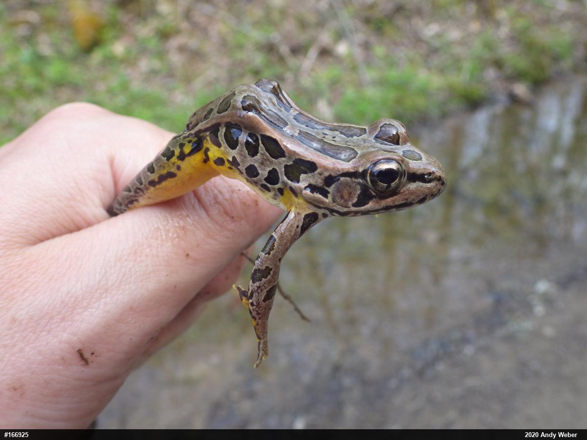 Pickerel Frog