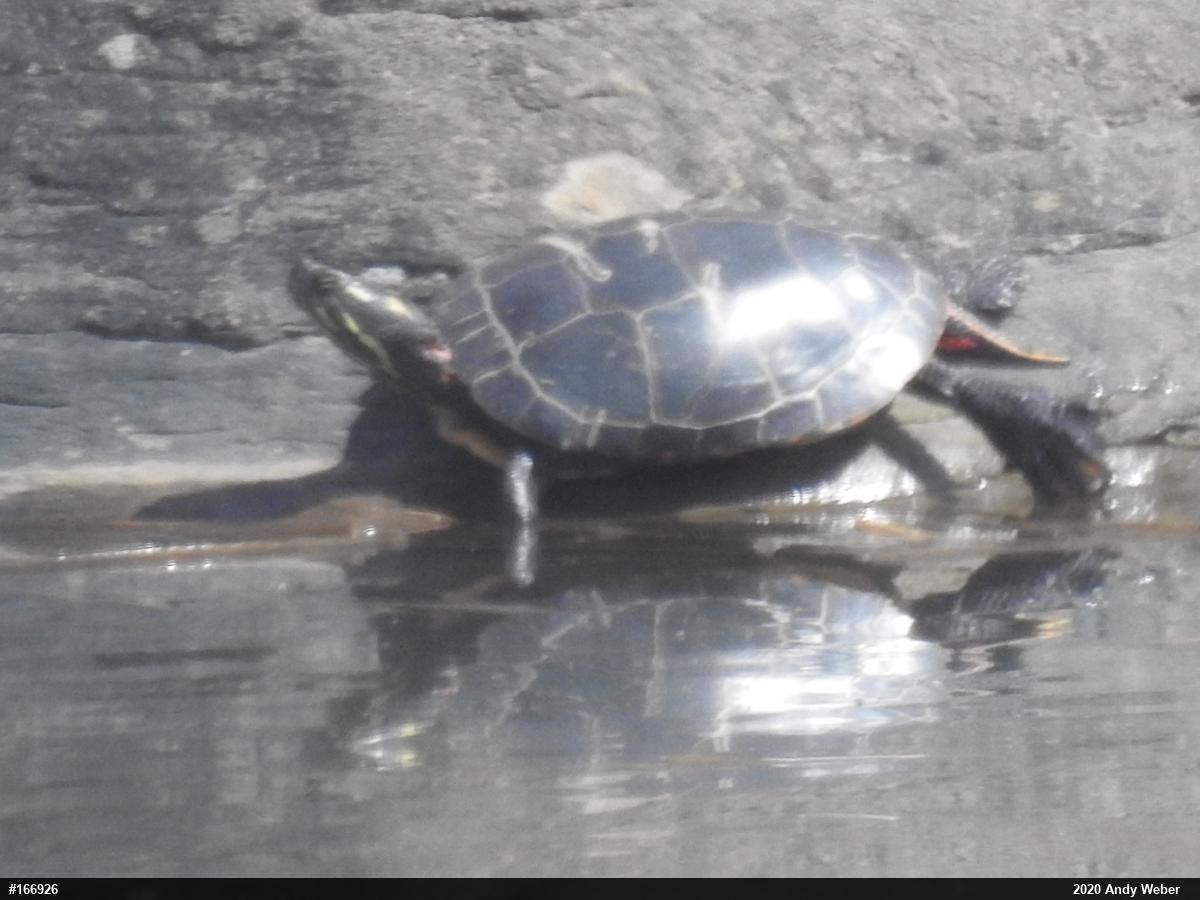 Midland Painted Turtle