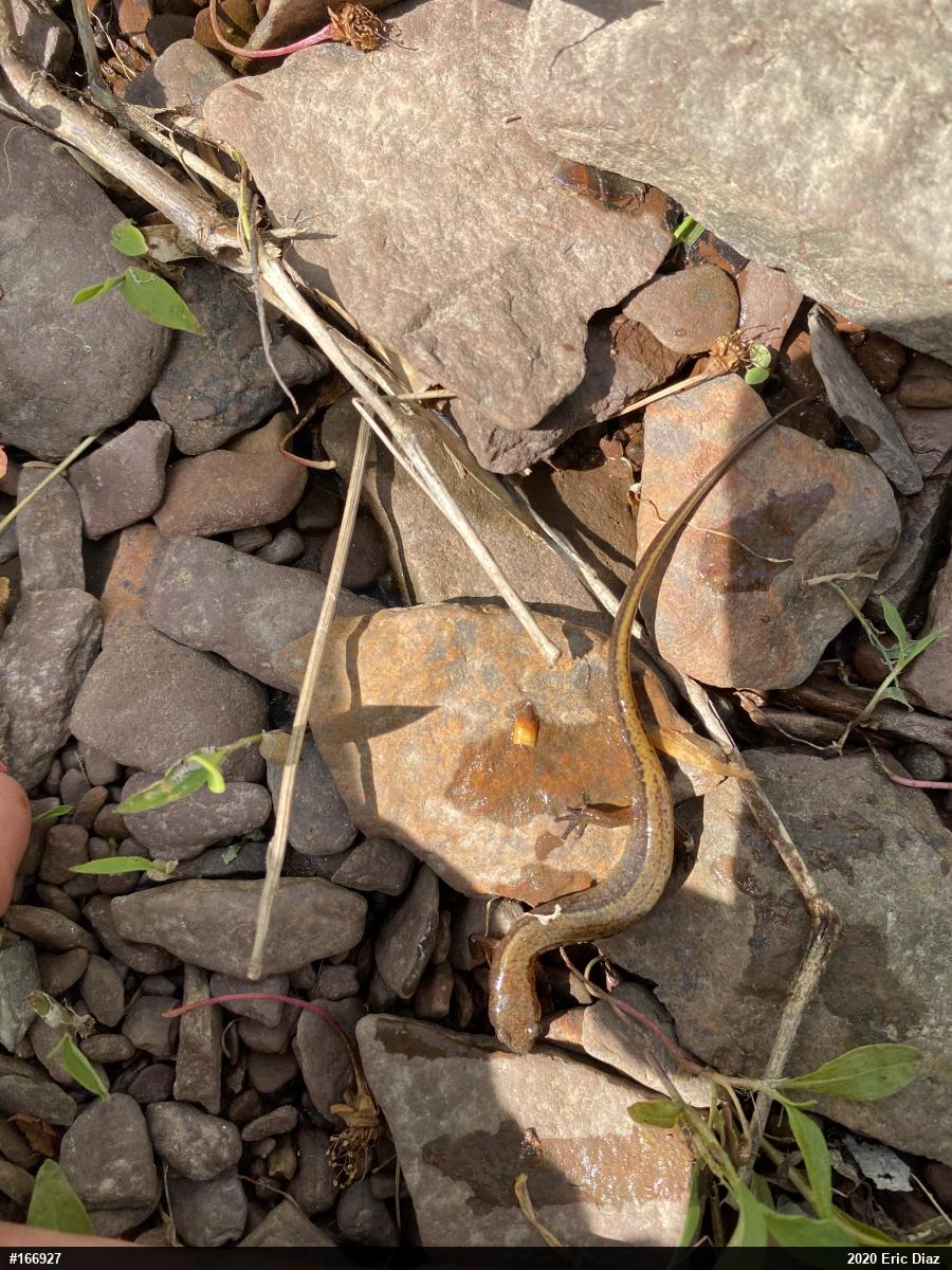 Northern Two-lined Salamander
