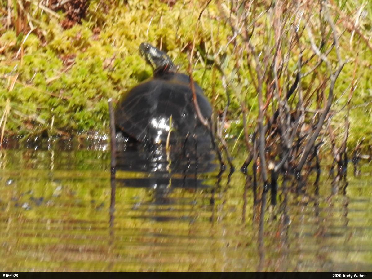 Midland Painted Turtle