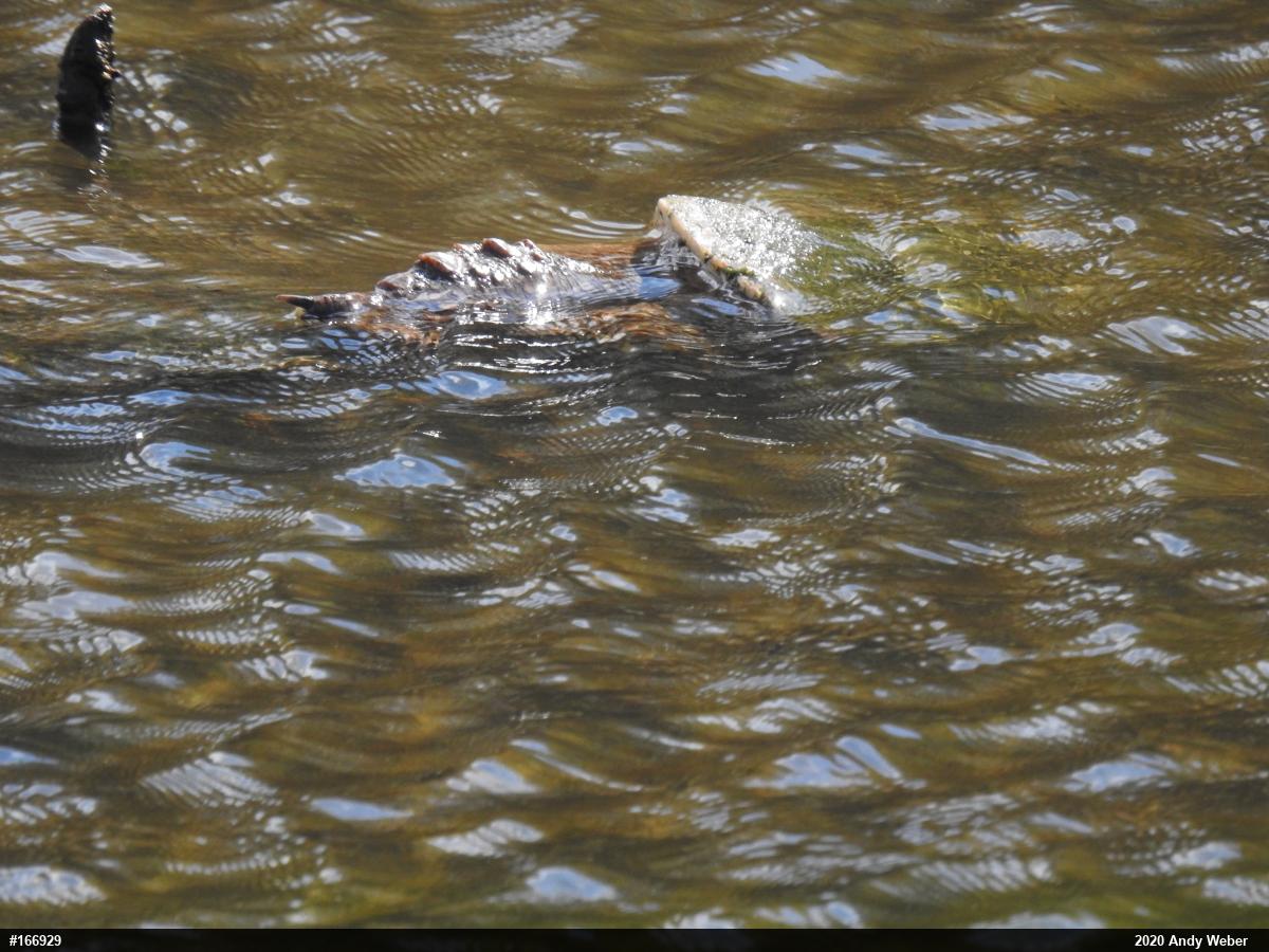 Snapping Turtle