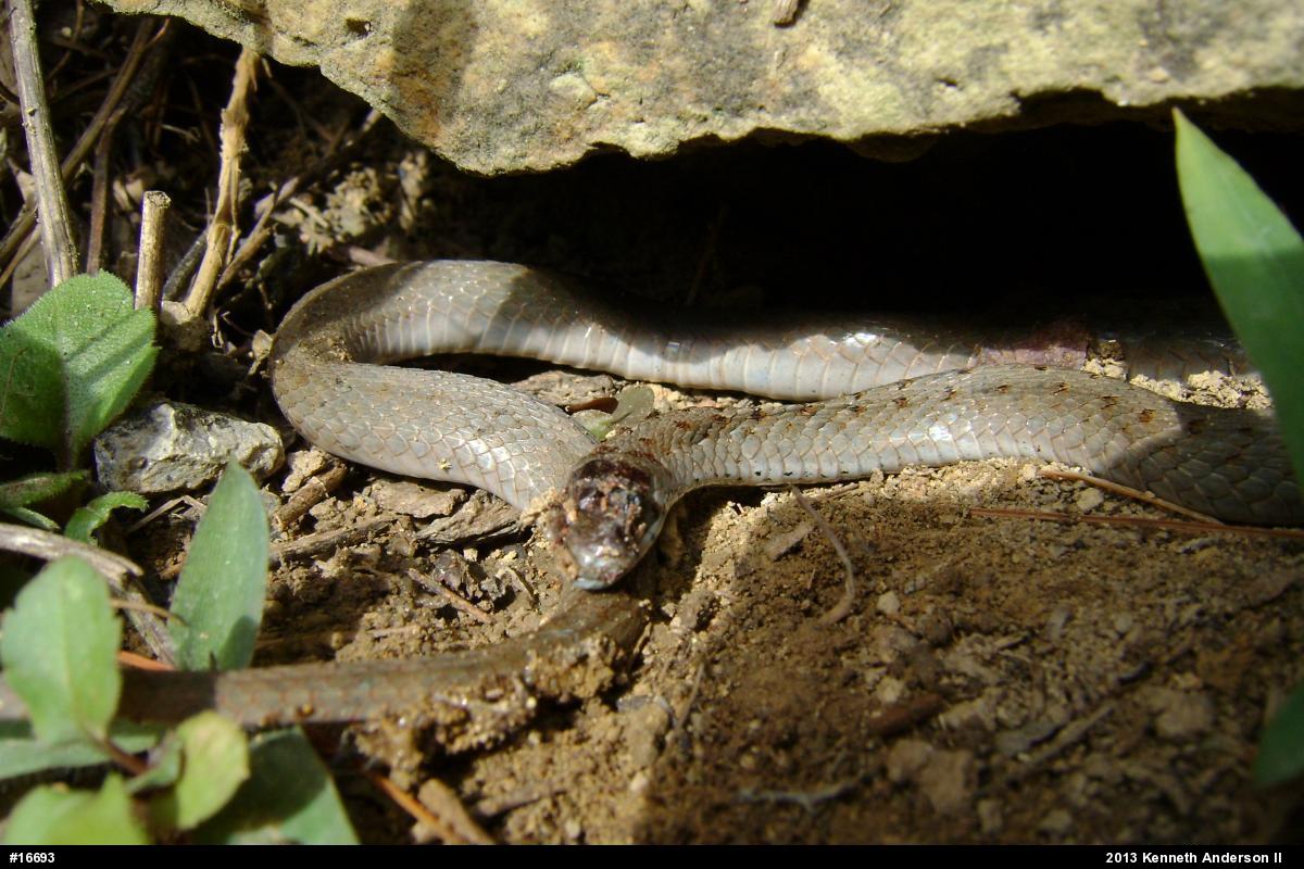 Dekay's Brownsnake