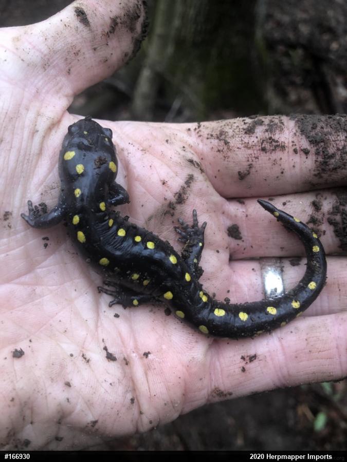 Spotted Salamander