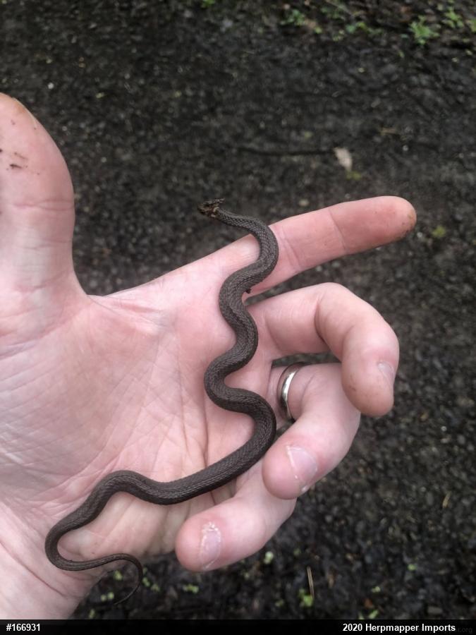 Red-bellied Snake