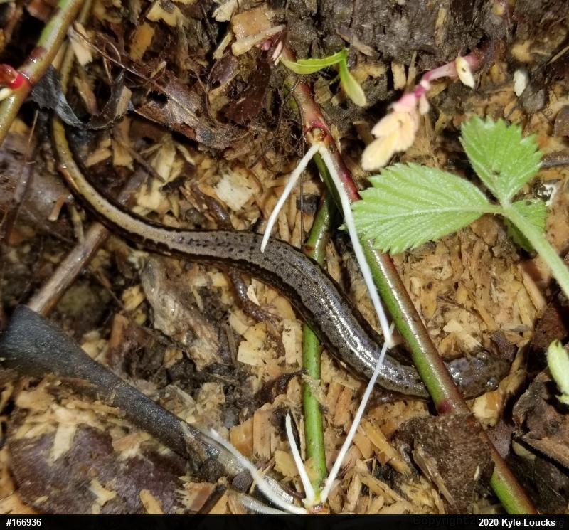 Northern Two-lined Salamander