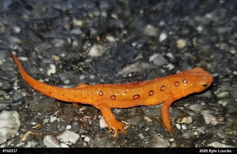 Red-spotted Newt