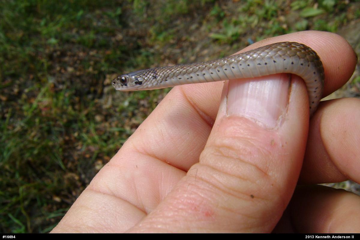 Dekay's Brownsnake