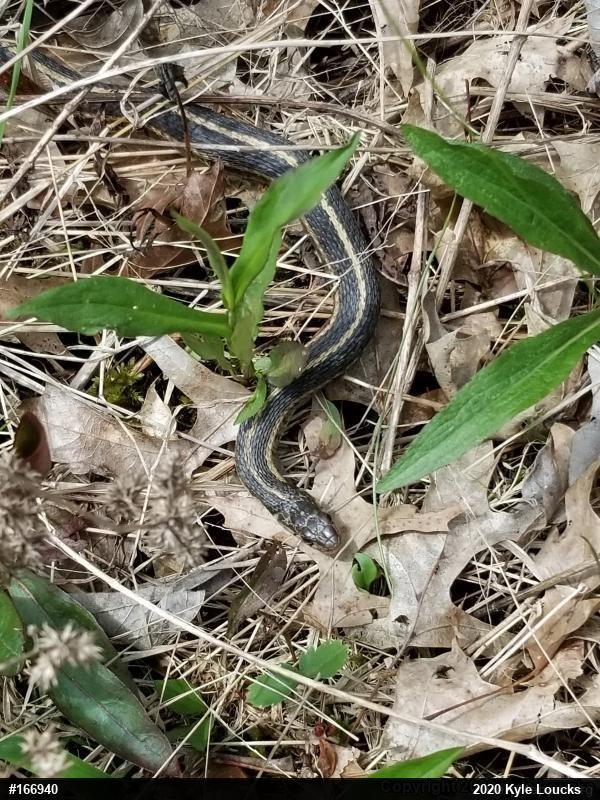 Eastern Gartersnake
