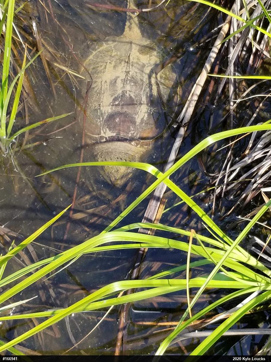 Snapping Turtle