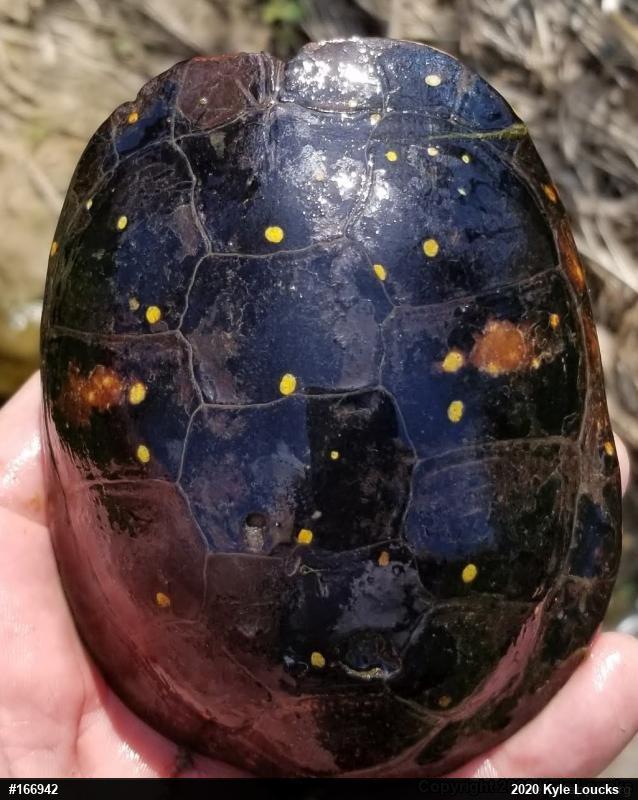 Spotted Turtle