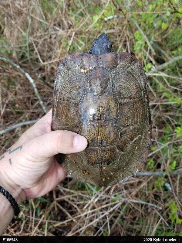 Wood Turtle