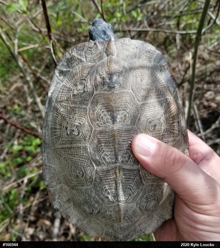 Wood Turtle