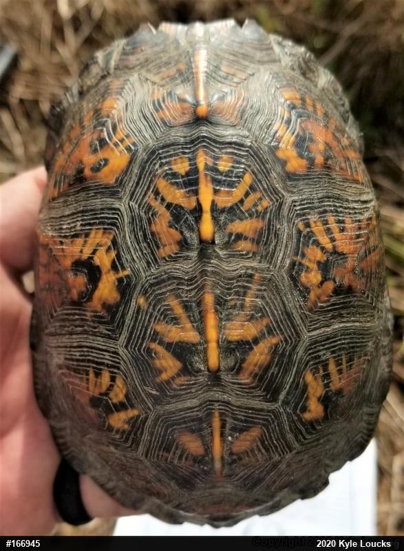 Eastern Box Turtle