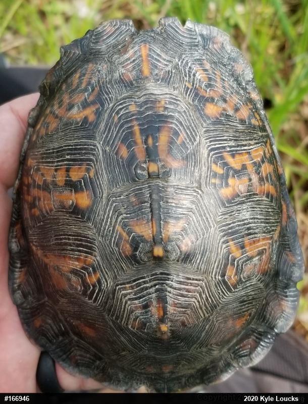 Eastern Box Turtle