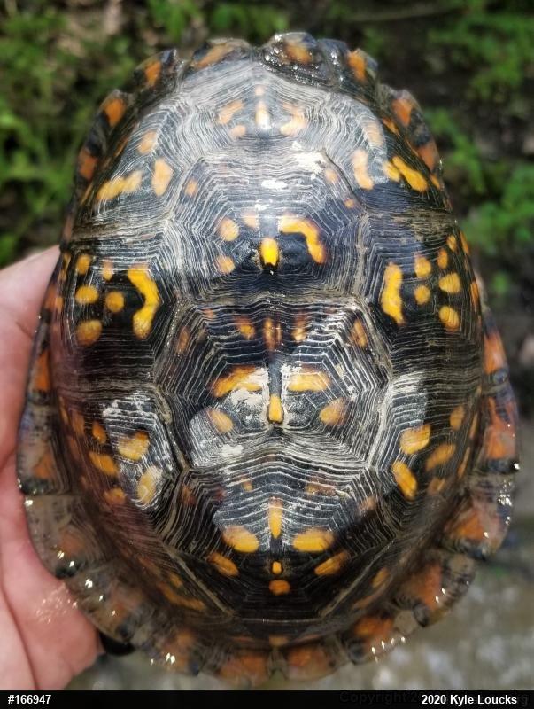 Eastern Box Turtle