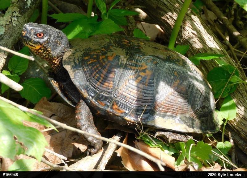 Eastern Box Turtle