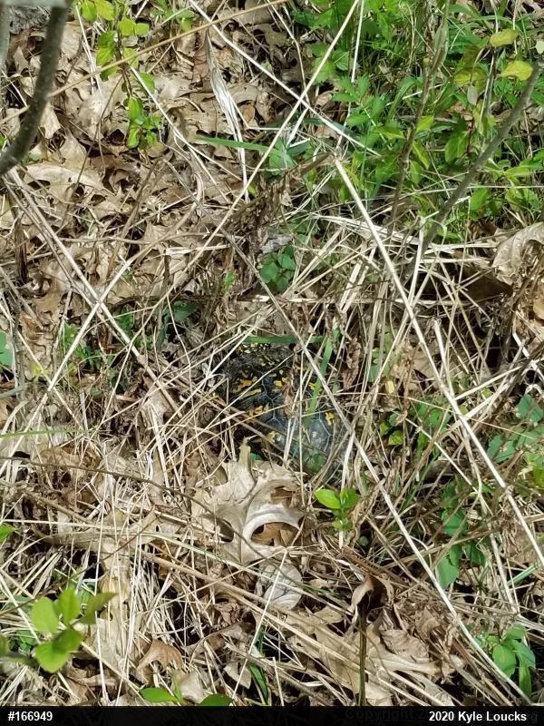 Eastern Box Turtle