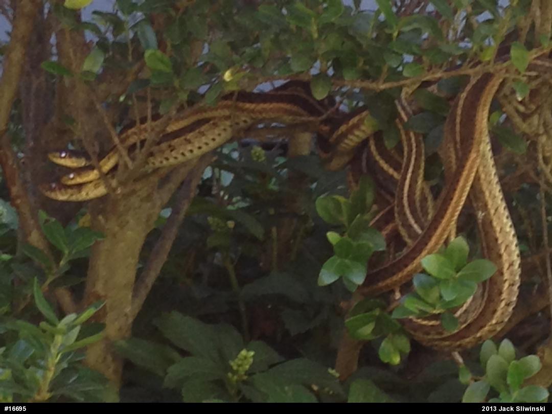 Eastern Gartersnake