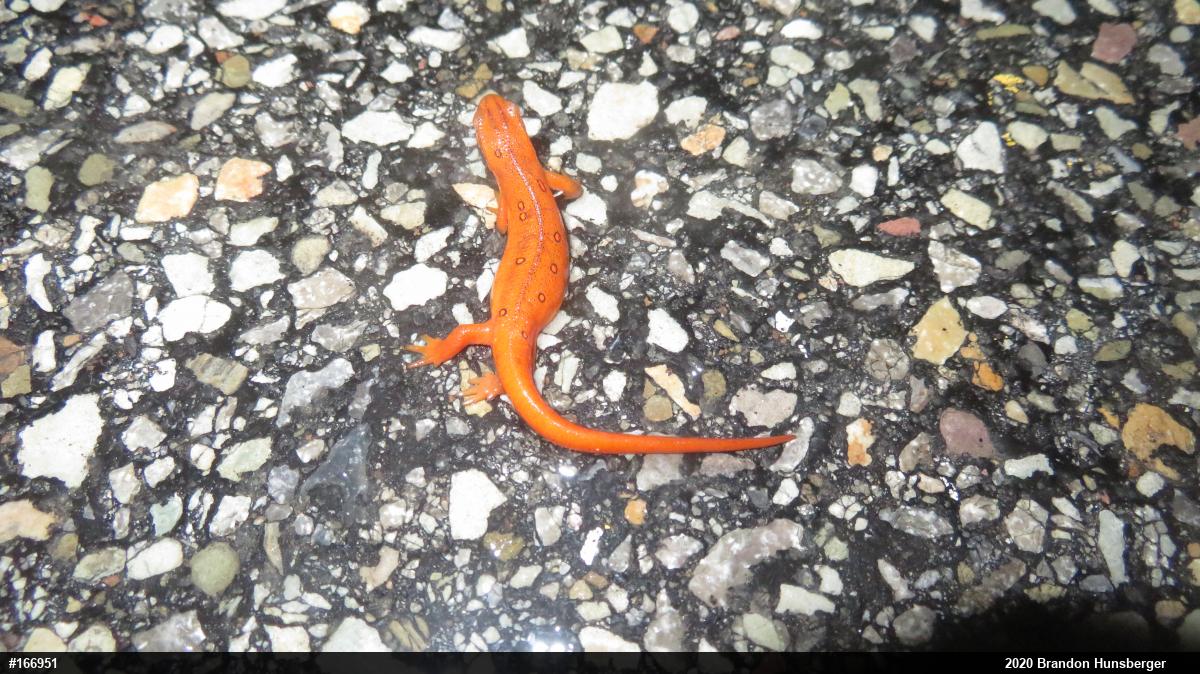 Red-spotted Newt