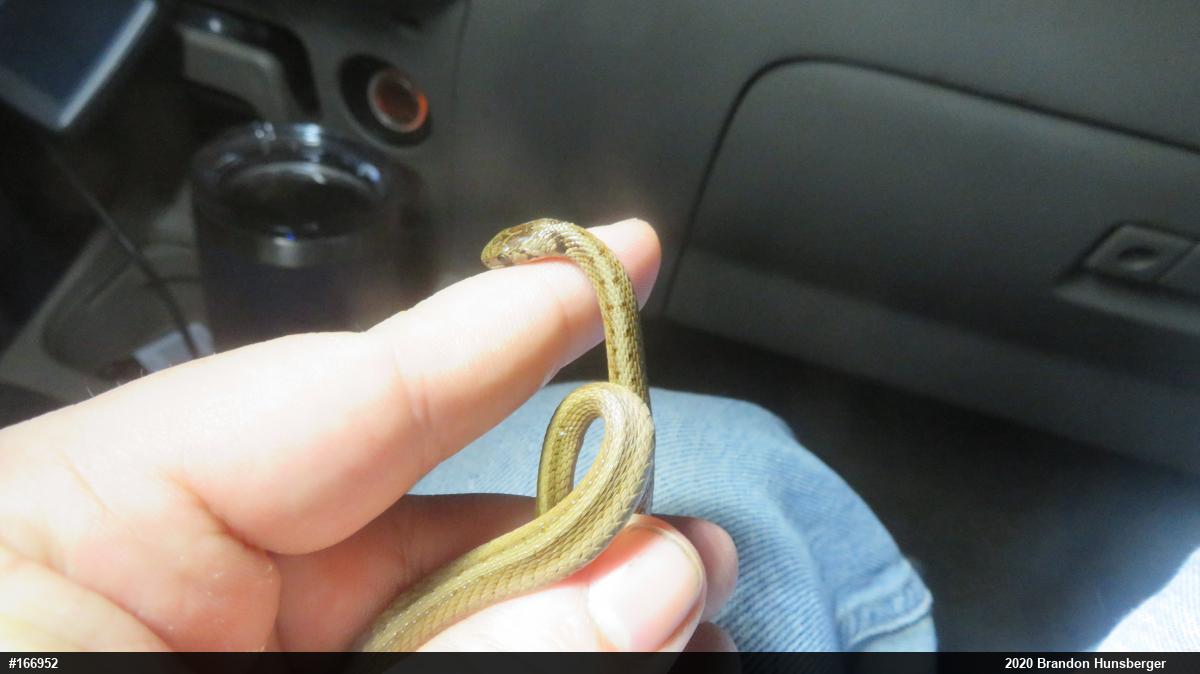 Dekay's Brownsnake