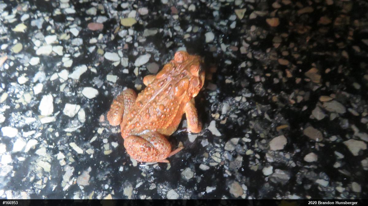 Eastern American Toad