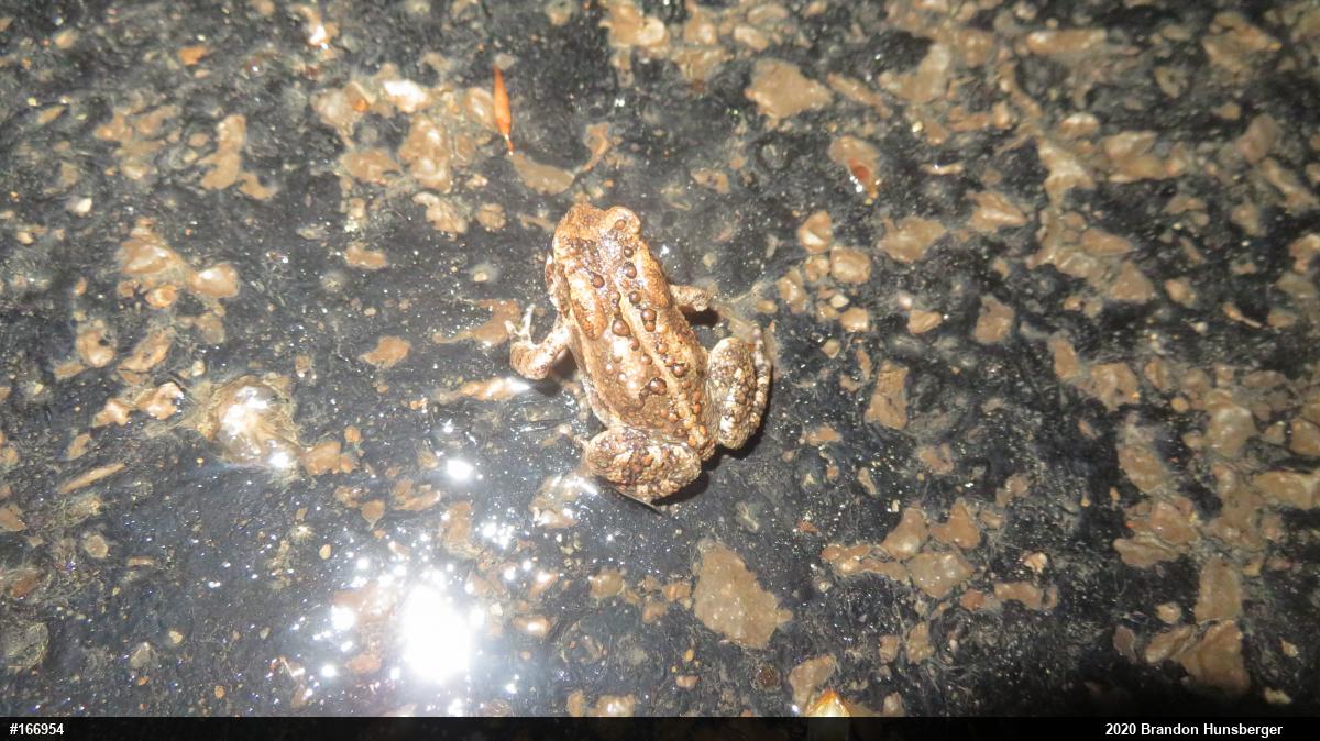 Eastern American Toad