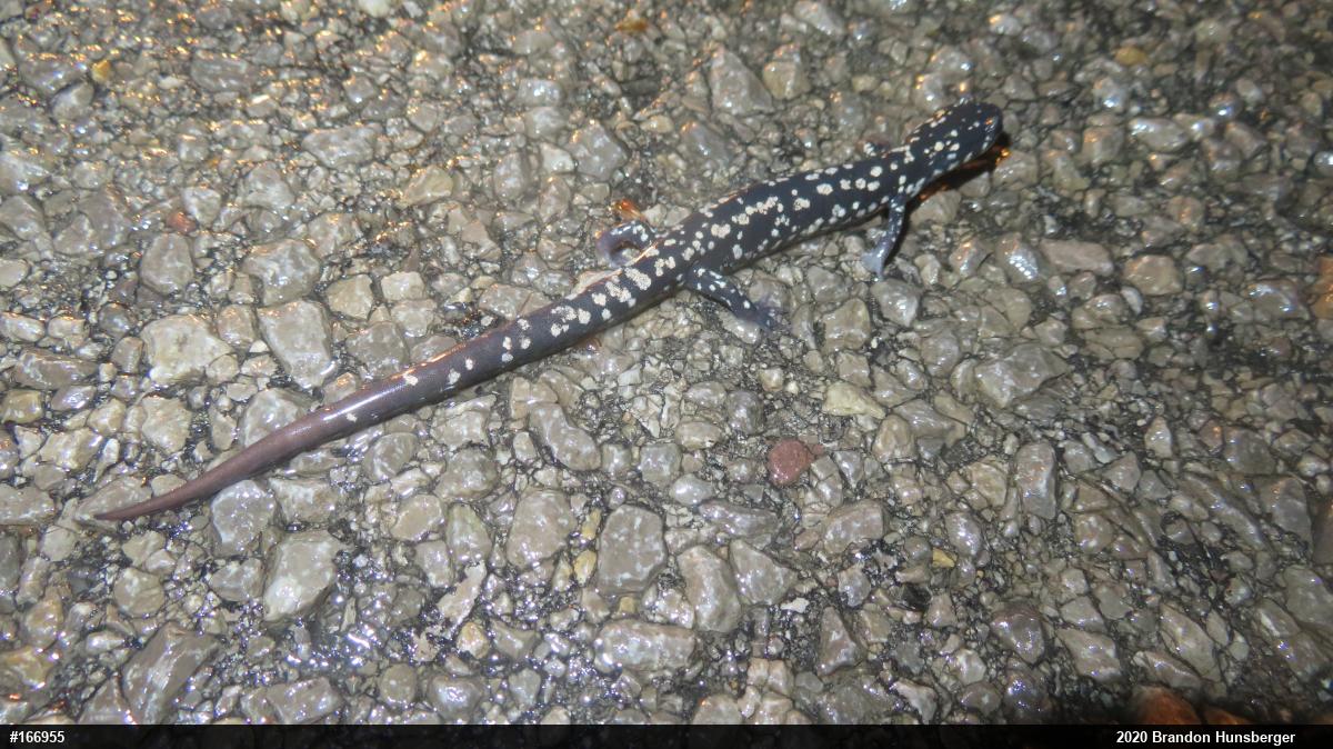 Northern Slimy Salamander