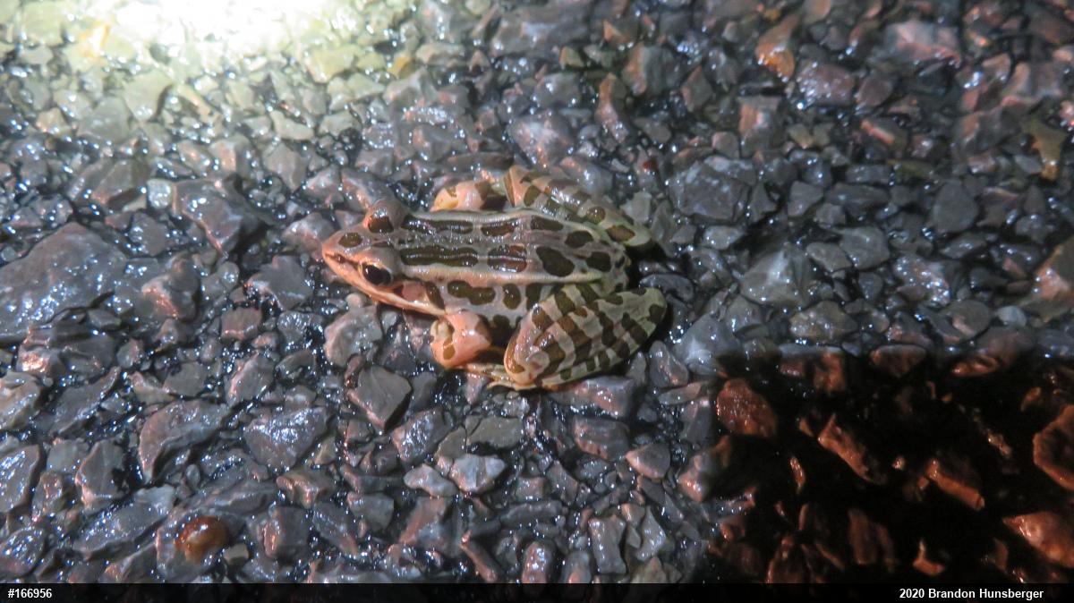Pickerel Frog