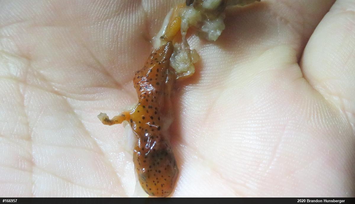 Eastern Long-tailed Salamander