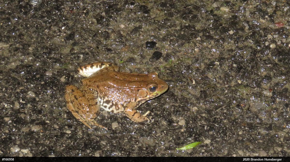 Green Frog