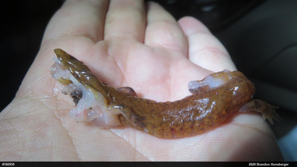 Northern Spring Salamander