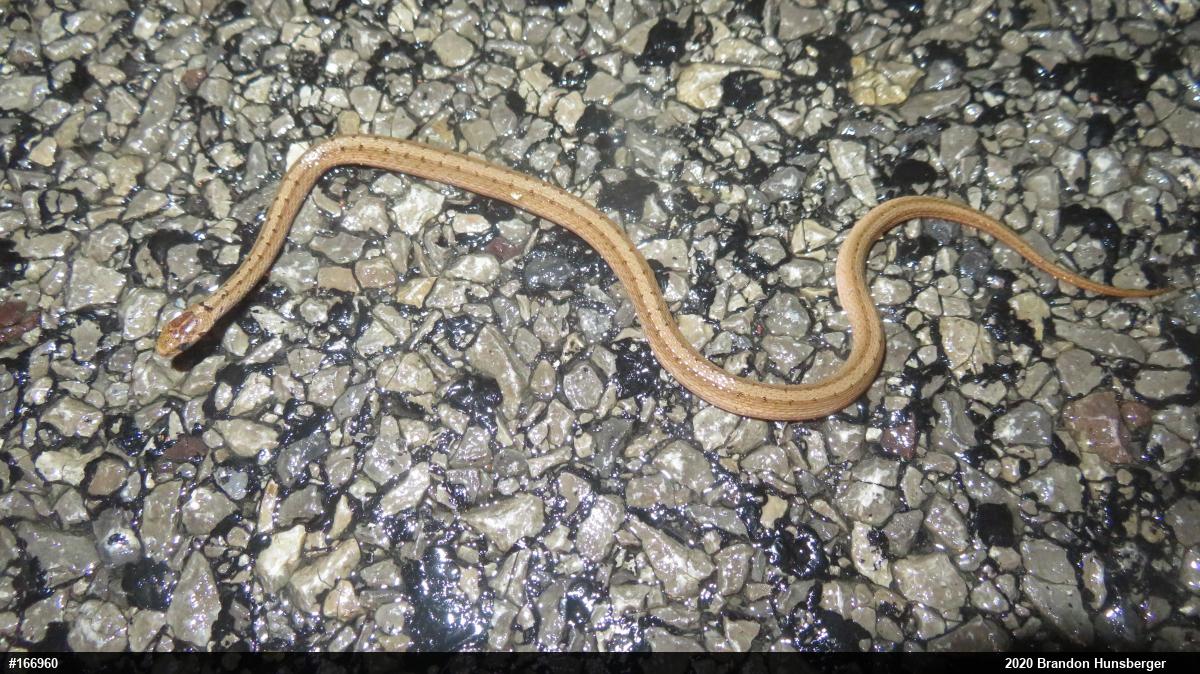 Dekay's Brownsnake