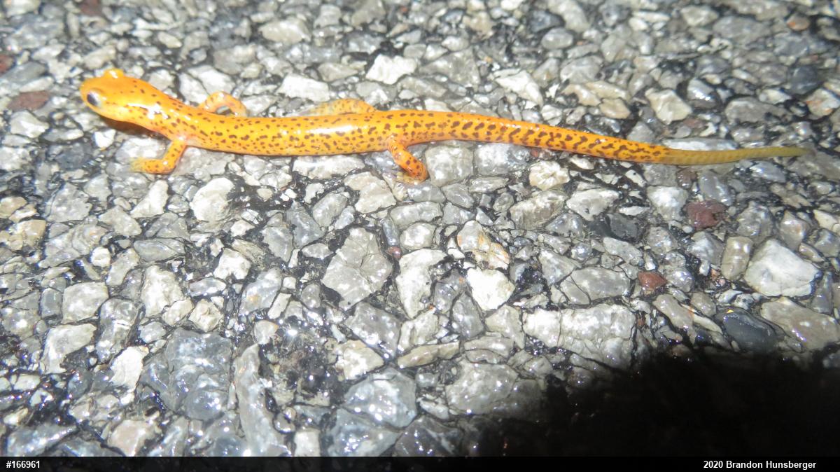 Eastern Long-tailed Salamander