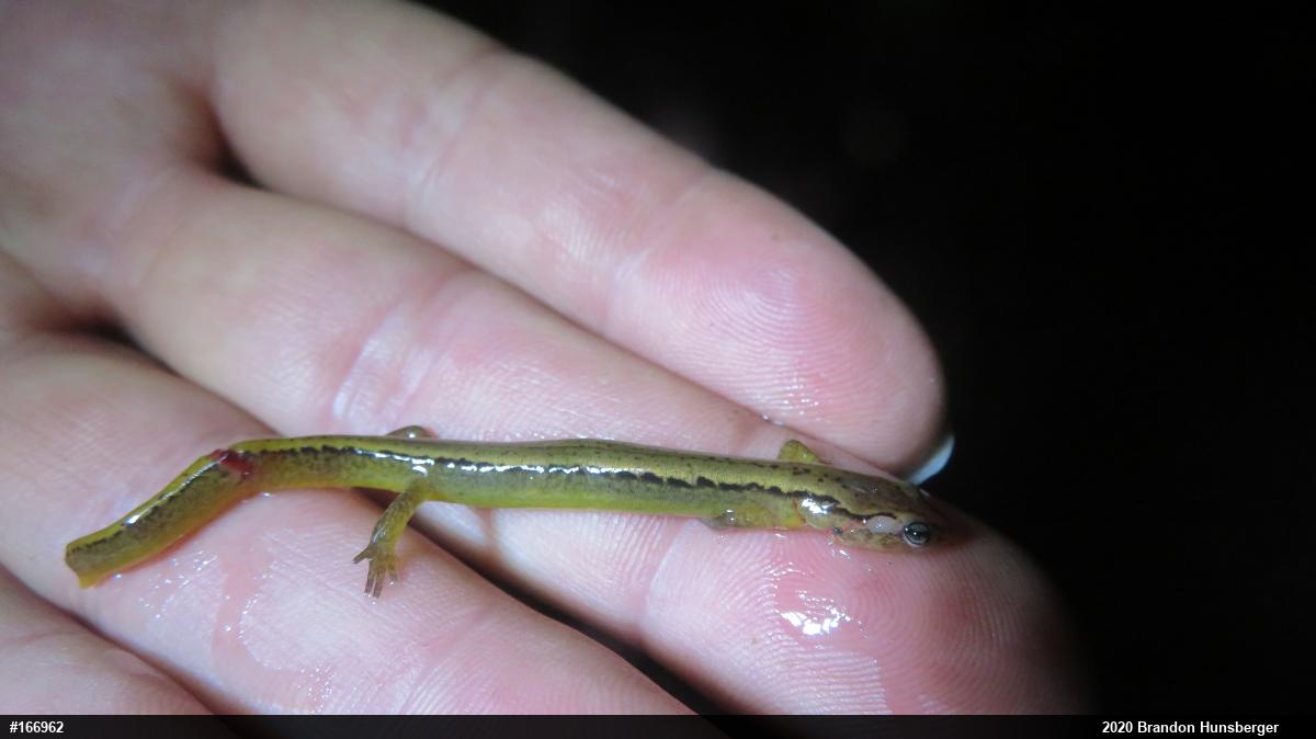 Northern Two-lined Salamander