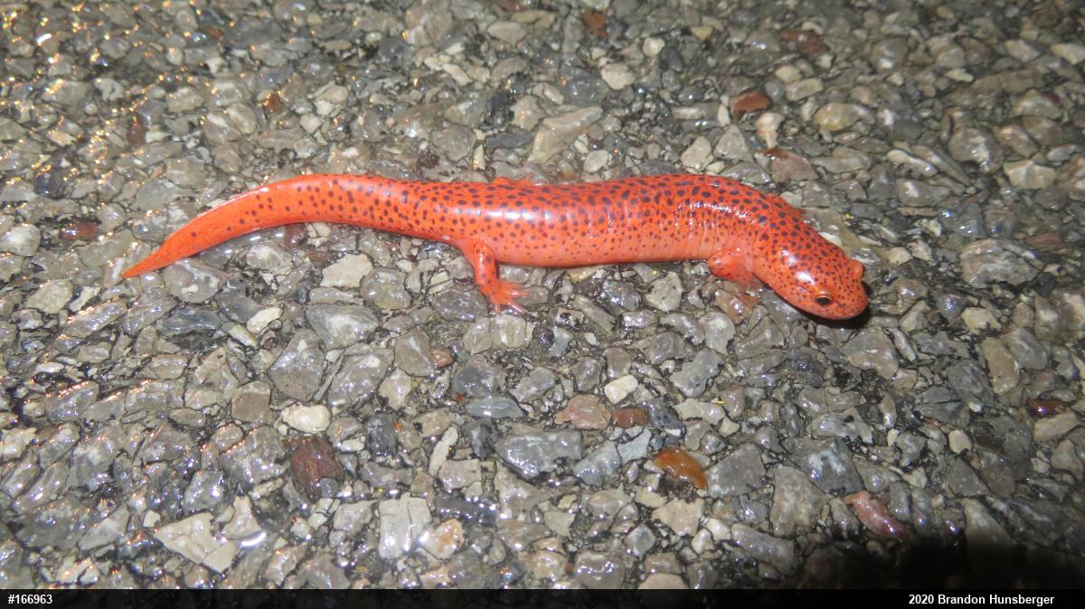 Northern Red Salamander