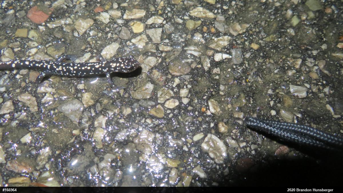 Northern Slimy Salamander
