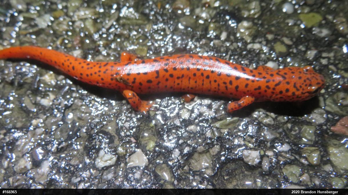 Northern Red Salamander