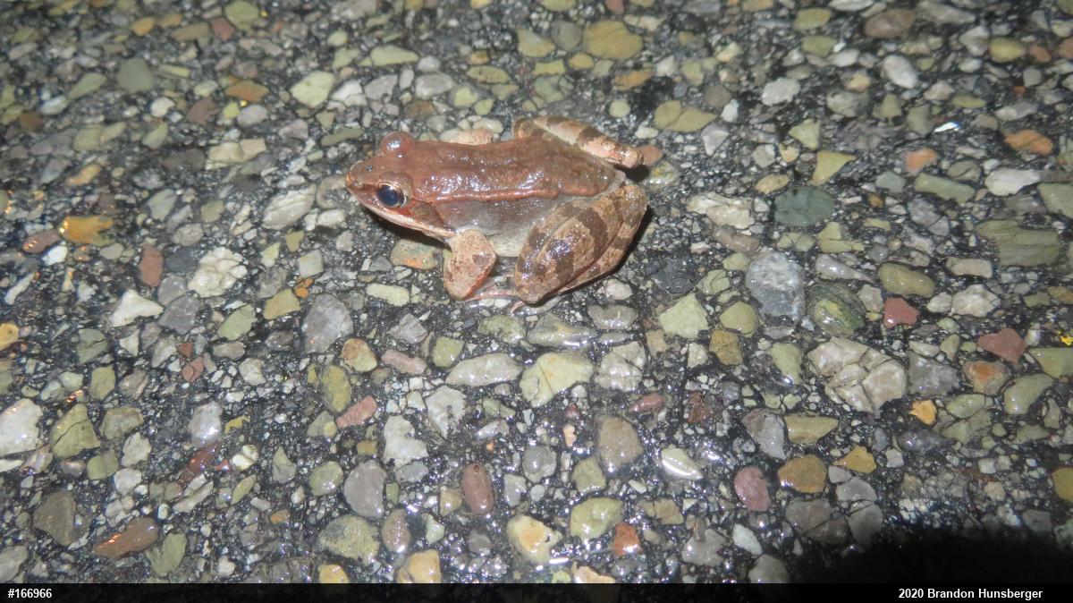 Wood Frog